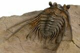 Kettneraspis Trilobite With Long Occipital - Lghaft, Morocco #310615-3